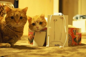 娱乐吃瓜茶小猫